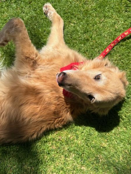 Enlarge Baylee, a ADOPTABLE Golden Retriever in Los Angeles, CA image 6/6