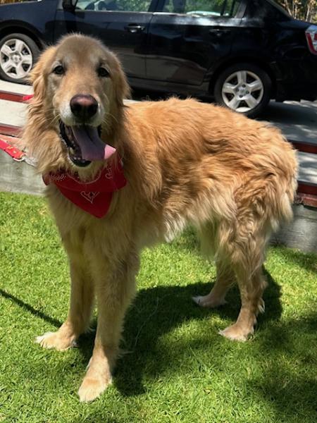 Enlarge Baylee, a ADOPTABLE Golden Retriever in Los Angeles, CA image 3/6