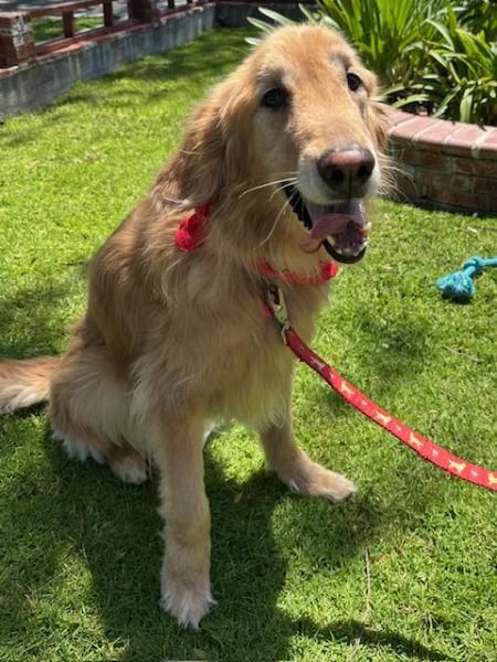Enlarge Baylee, a ADOPTABLE Golden Retriever in Los Angeles, CA image 5/6