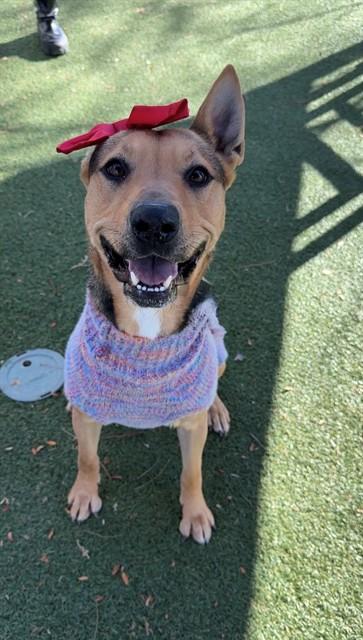 BELLA, Adoptable, Adult Female German Shepherd Dog.