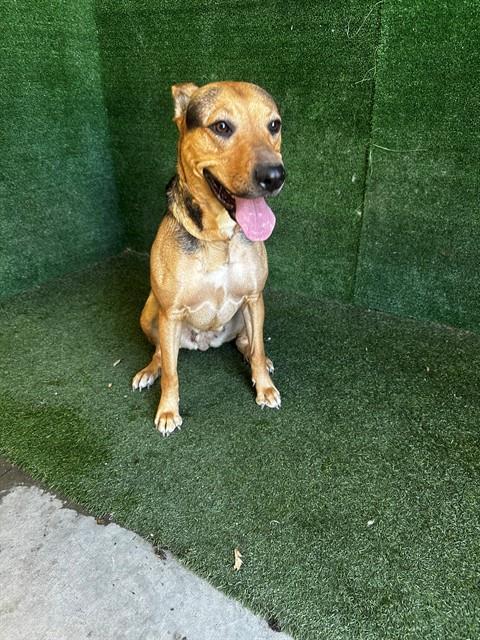 Enlarge BELLA, a Adoptable German Shepherd Dog in Lancaster, CA image 1/1