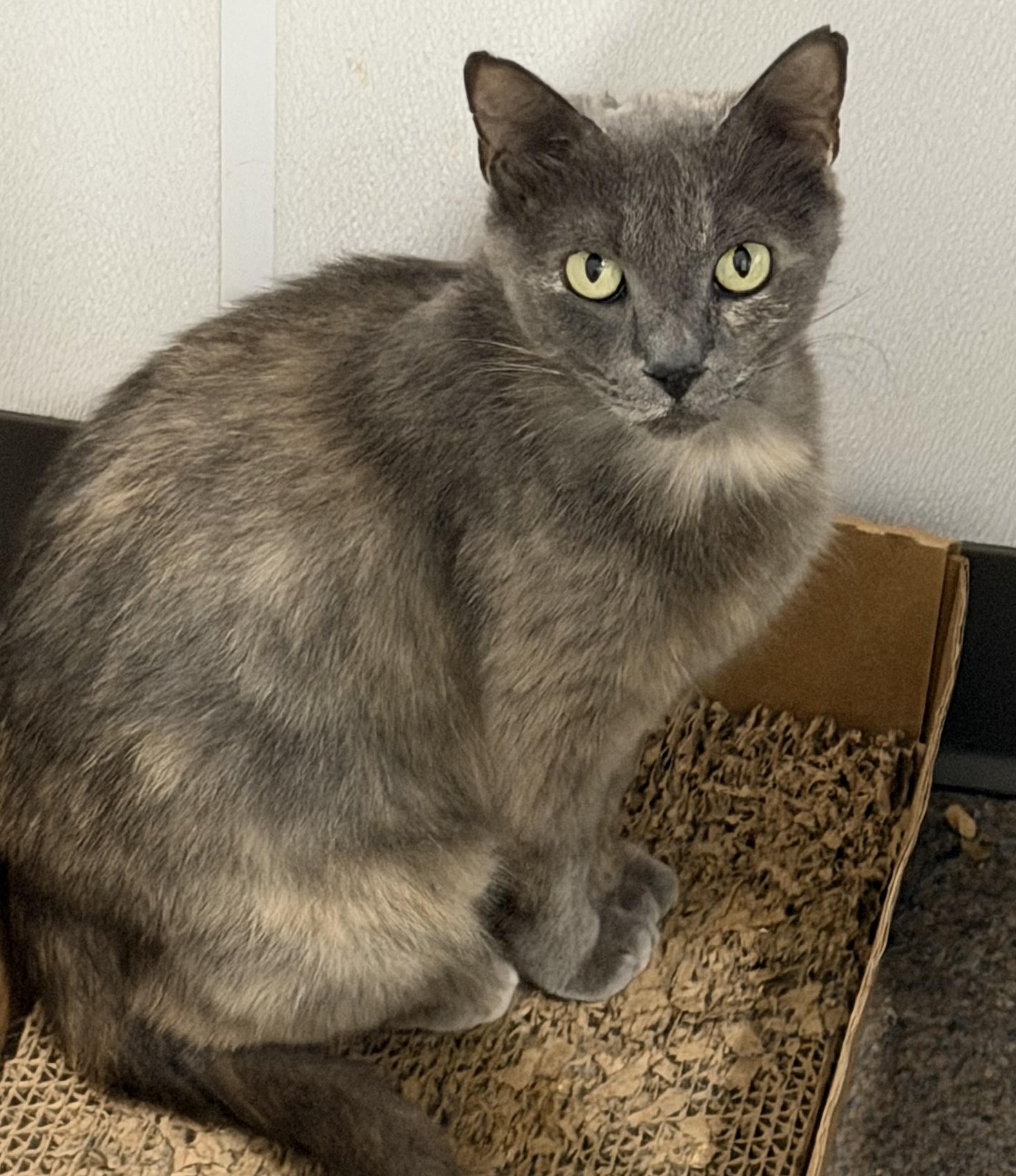 Ember, adopted, Young Female Domestic Short Hair.