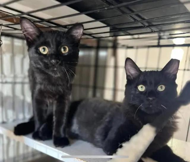 Enlarge Quince, an adopted mixed breed in Syosset, NY image 4/5