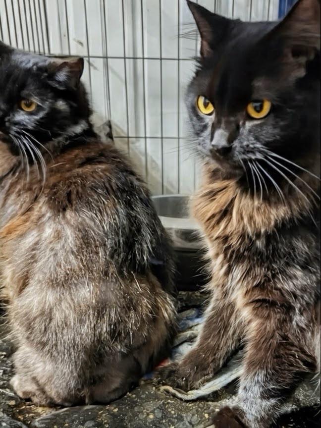 Enlarge Quince, an adopted mixed breed in Syosset, NY image 1/5