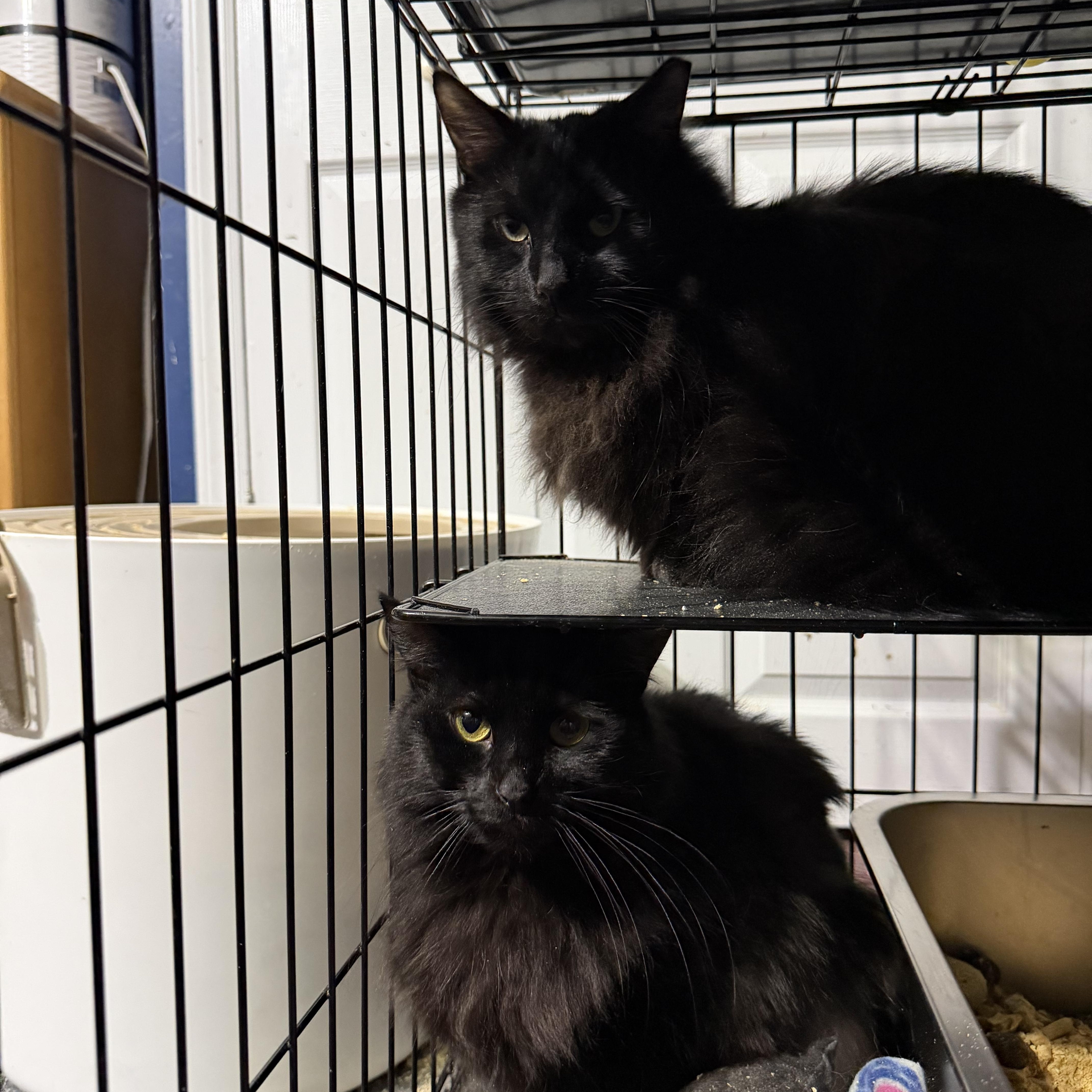 Enlarge Quince, an adopted mixed breed in Syosset, NY image 5/5