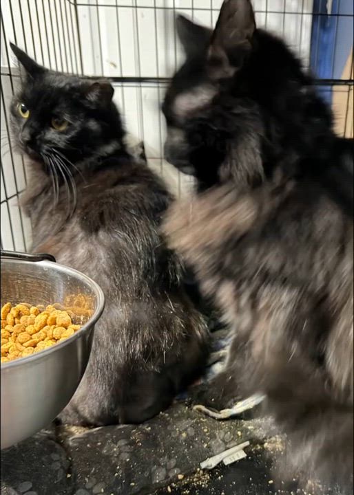 Enlarge Quince, an adopted mixed breed in Syosset, NY video 3/5