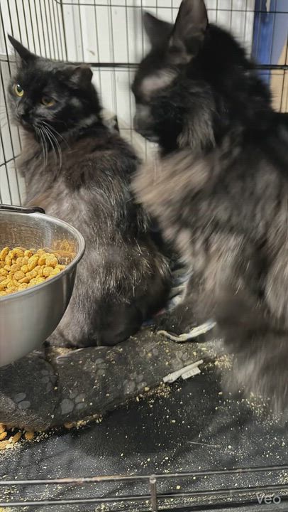 Enlarge Quince, an adopted mixed breed in Syosset, NY video 2/5