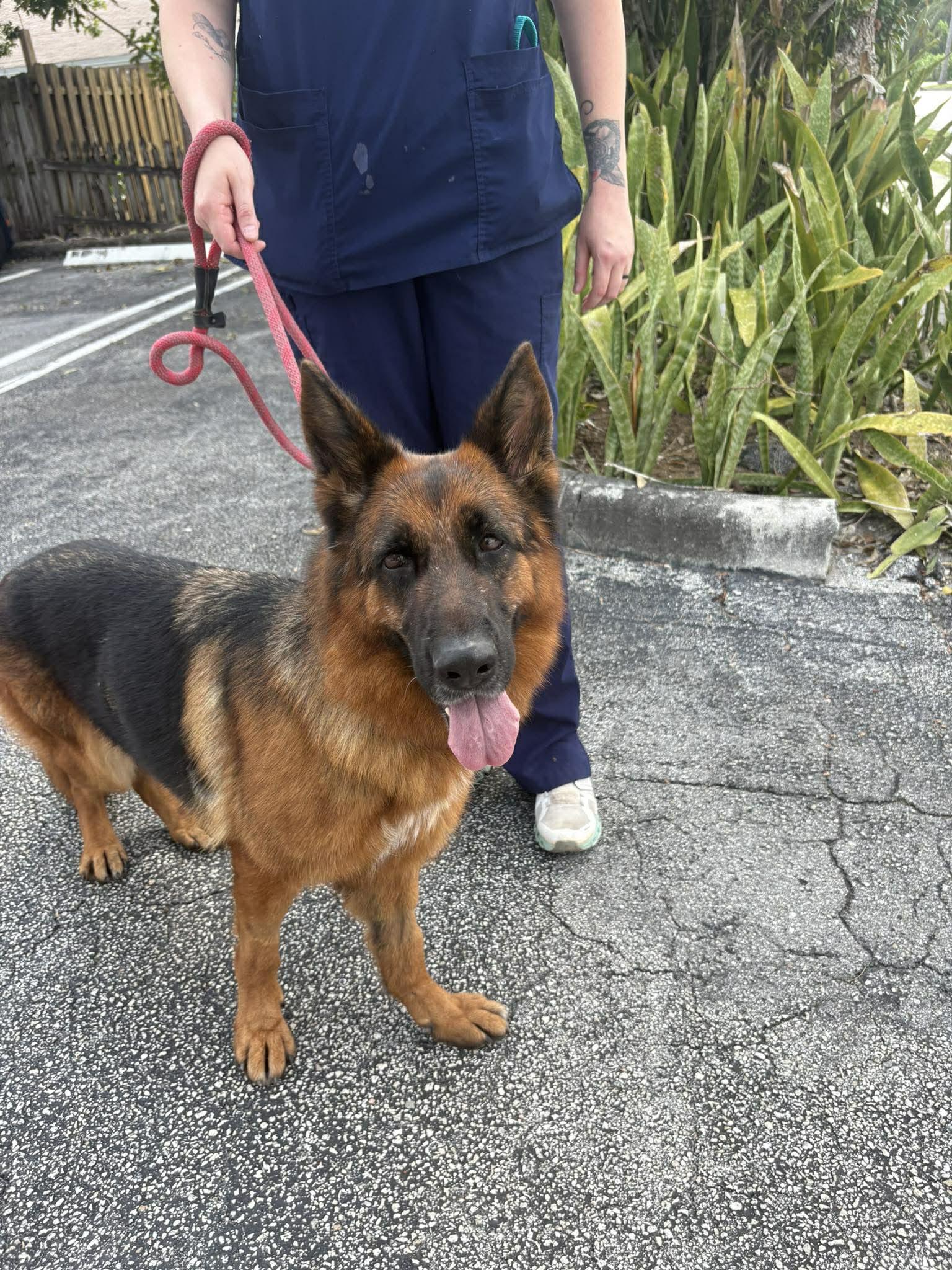 Enlarge Valentina 3159, a Adoptable German Shepherd Dog in Pompano Beach, FL image 1/3
