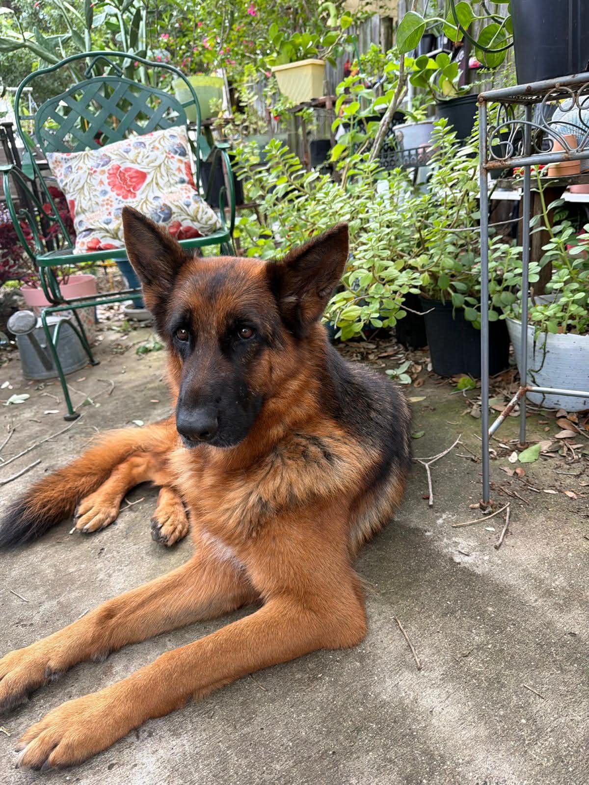 Valentina 3159, Adoptable, Adult Female German Shepherd Dog.