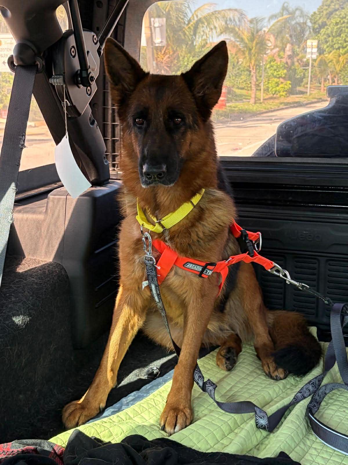 Valentina 3159, Adoptable, Adult Female German Shepherd Dog.