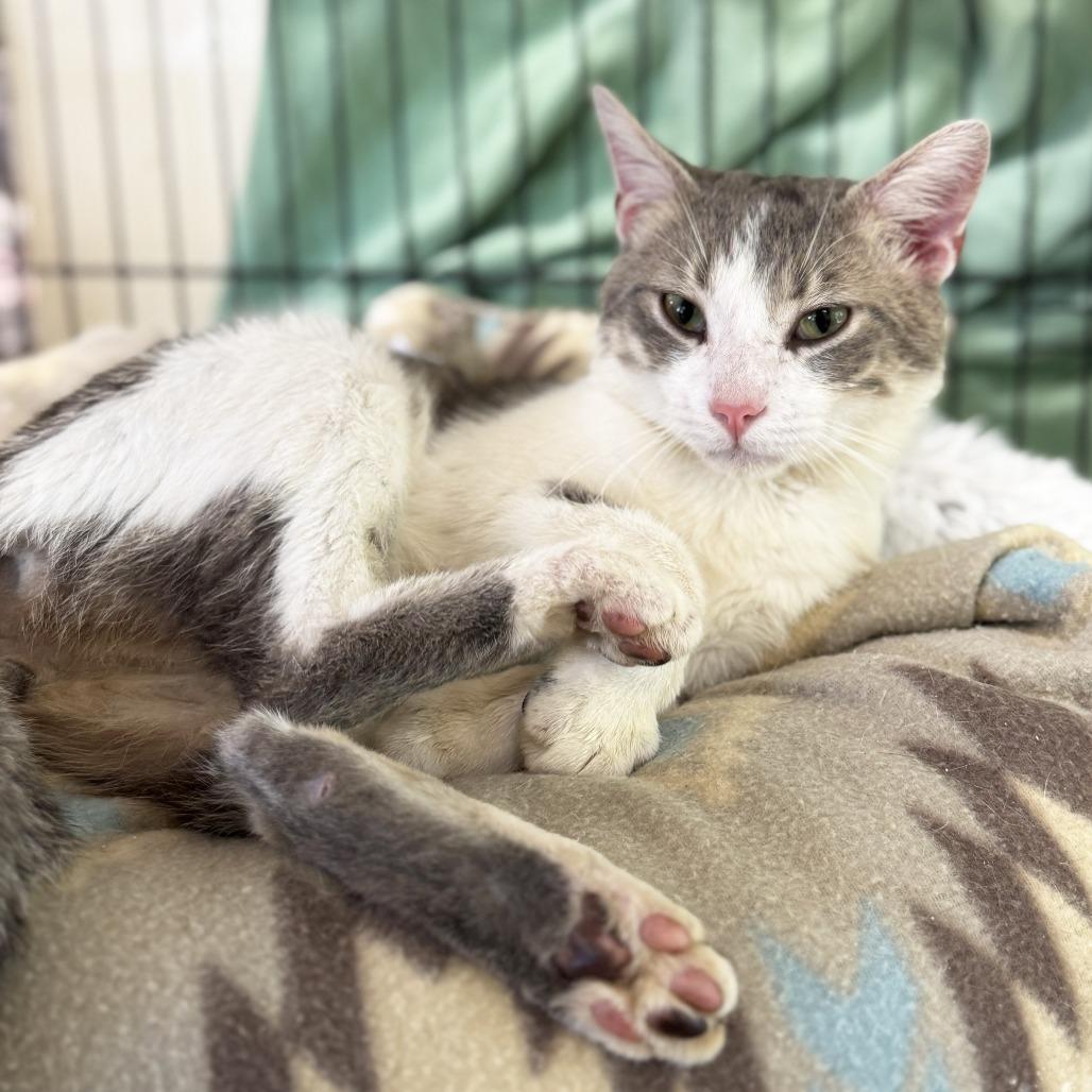 Enlarge LugNut, a Adoptable Domestic Short Hair in Mount Juliet, TN image 1/4