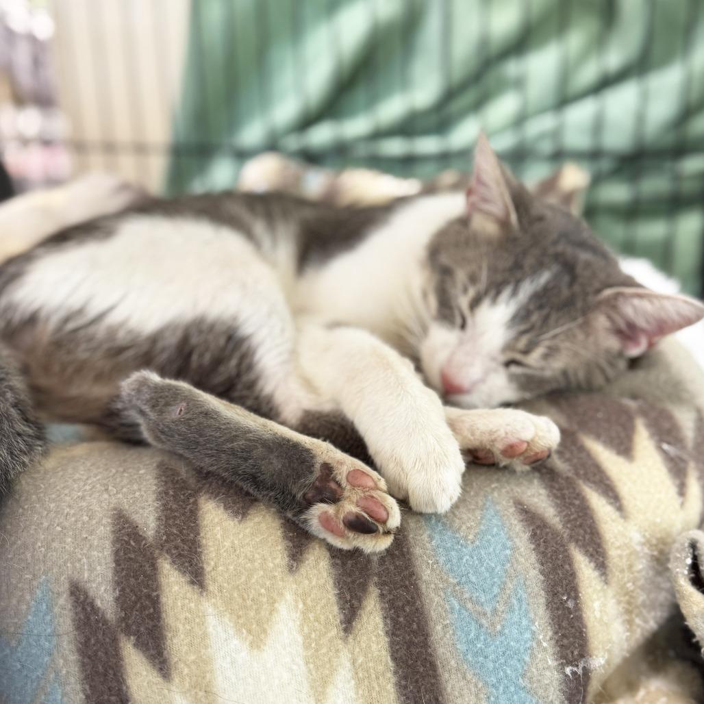 Enlarge LugNut, a Adoptable Domestic Short Hair in Mount Juliet, TN image 2/4