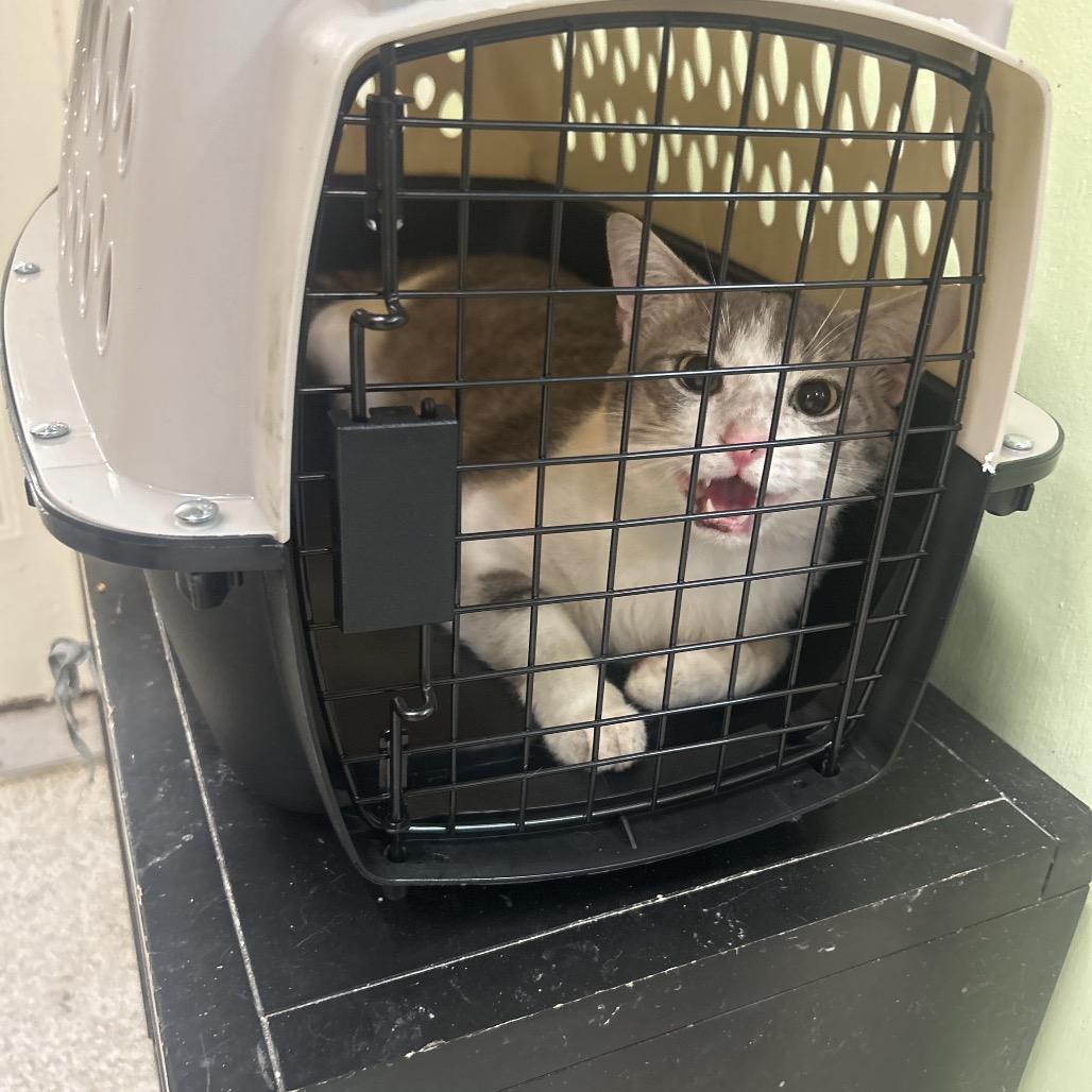 Enlarge LugNut, a Adoptable Domestic Short Hair in Mount Juliet, TN image 3/4