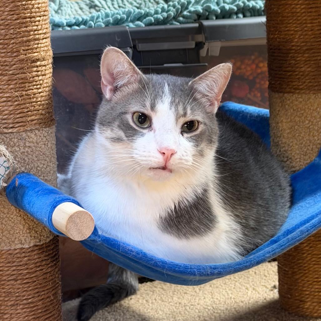 Enlarge LugNut, a Adoptable Domestic Short Hair in Mount Juliet, TN image 4/4