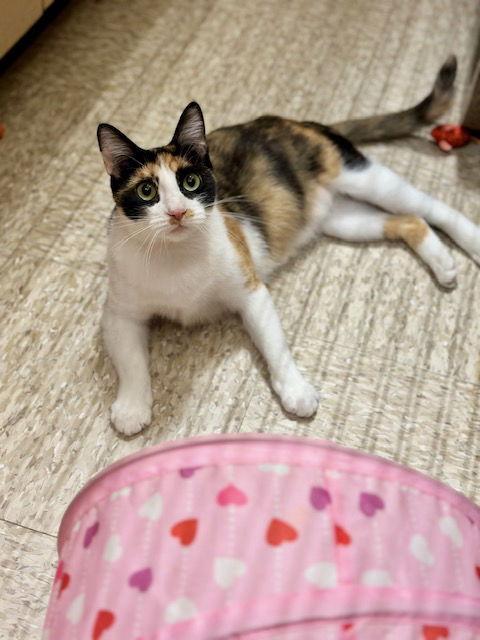 Katy, Adoptable, Young Female Domestic Short Hair.
