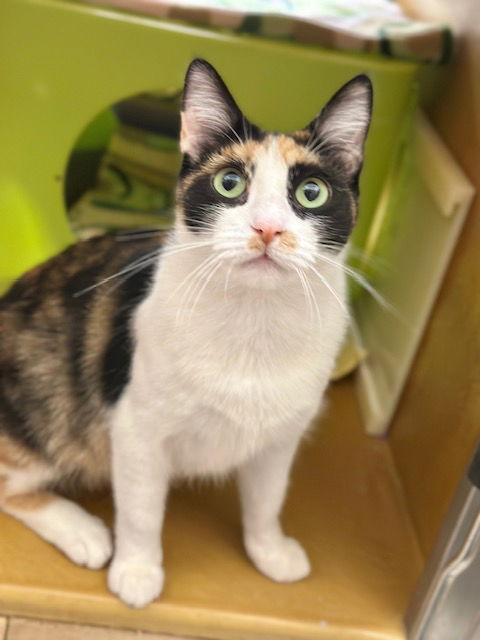 Katy, a Adoptable Domestic Short Hair in Mission Viejo, CA image 2/3