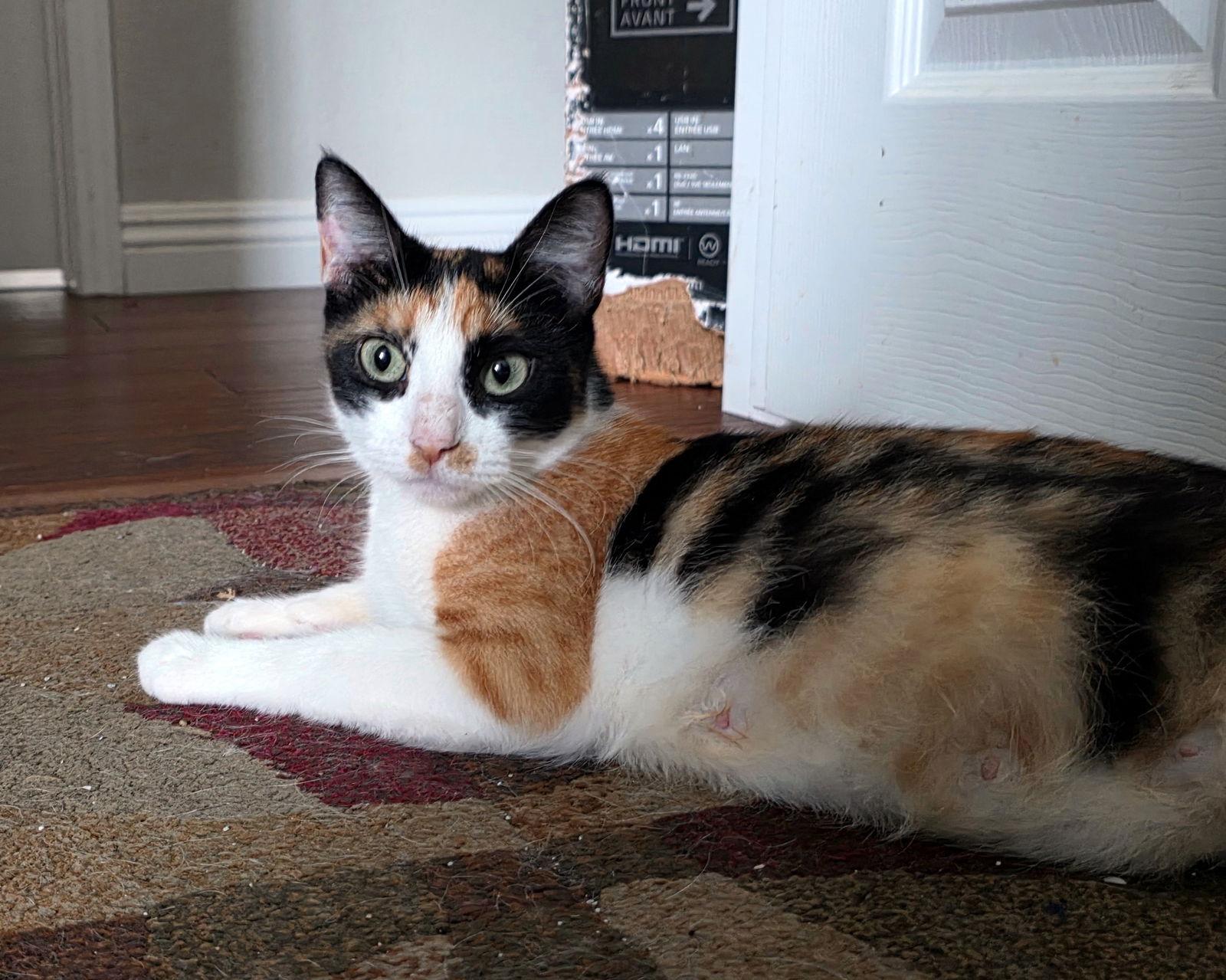 Katy, a Adoptable Domestic Short Hair in Mission Viejo, CA image 3/3