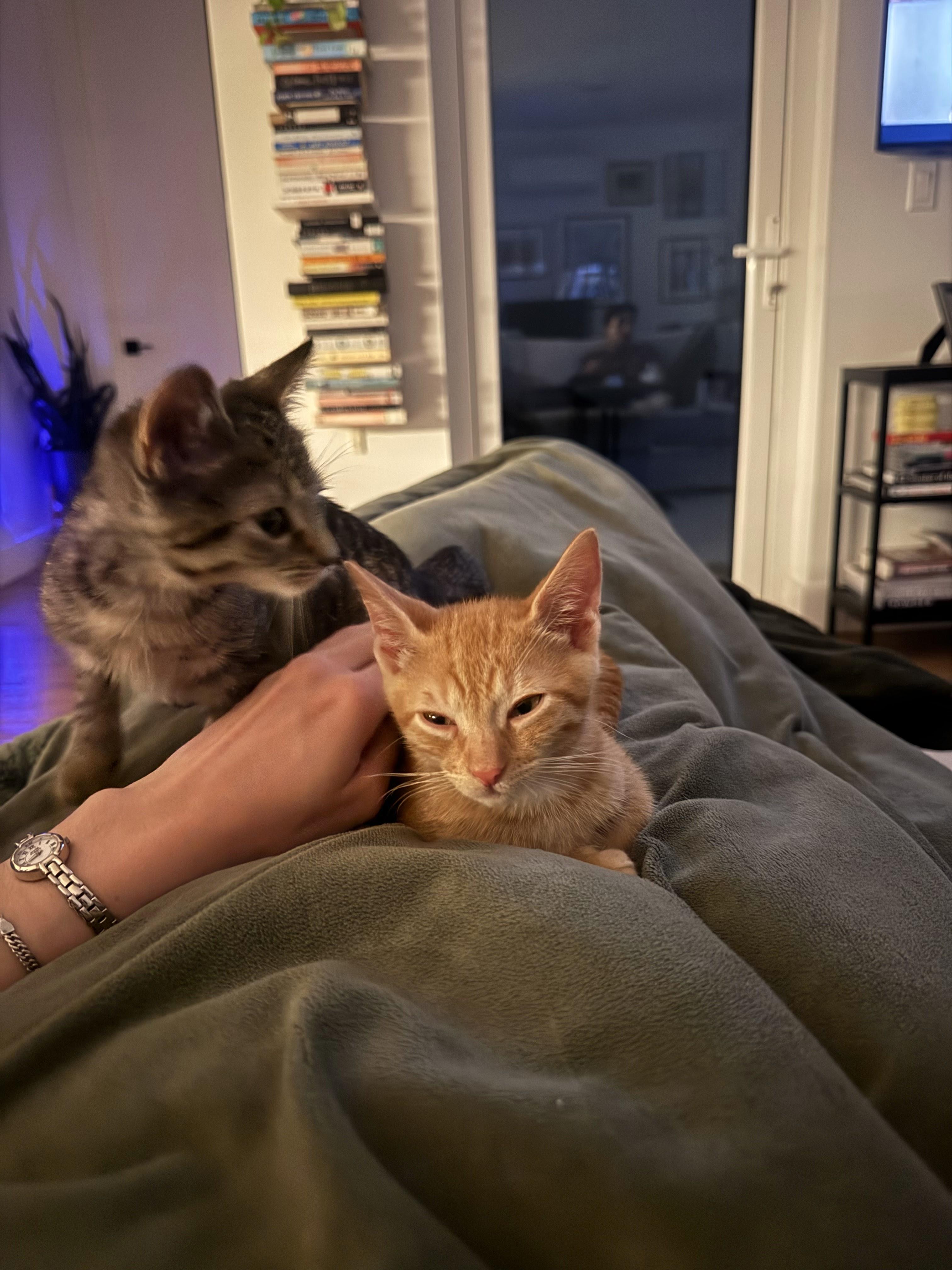 Enlarge Endless Breadsticks & Tour of Italy, a Adoptable Domestic Short Hair in brooklyn, NY image 6/6