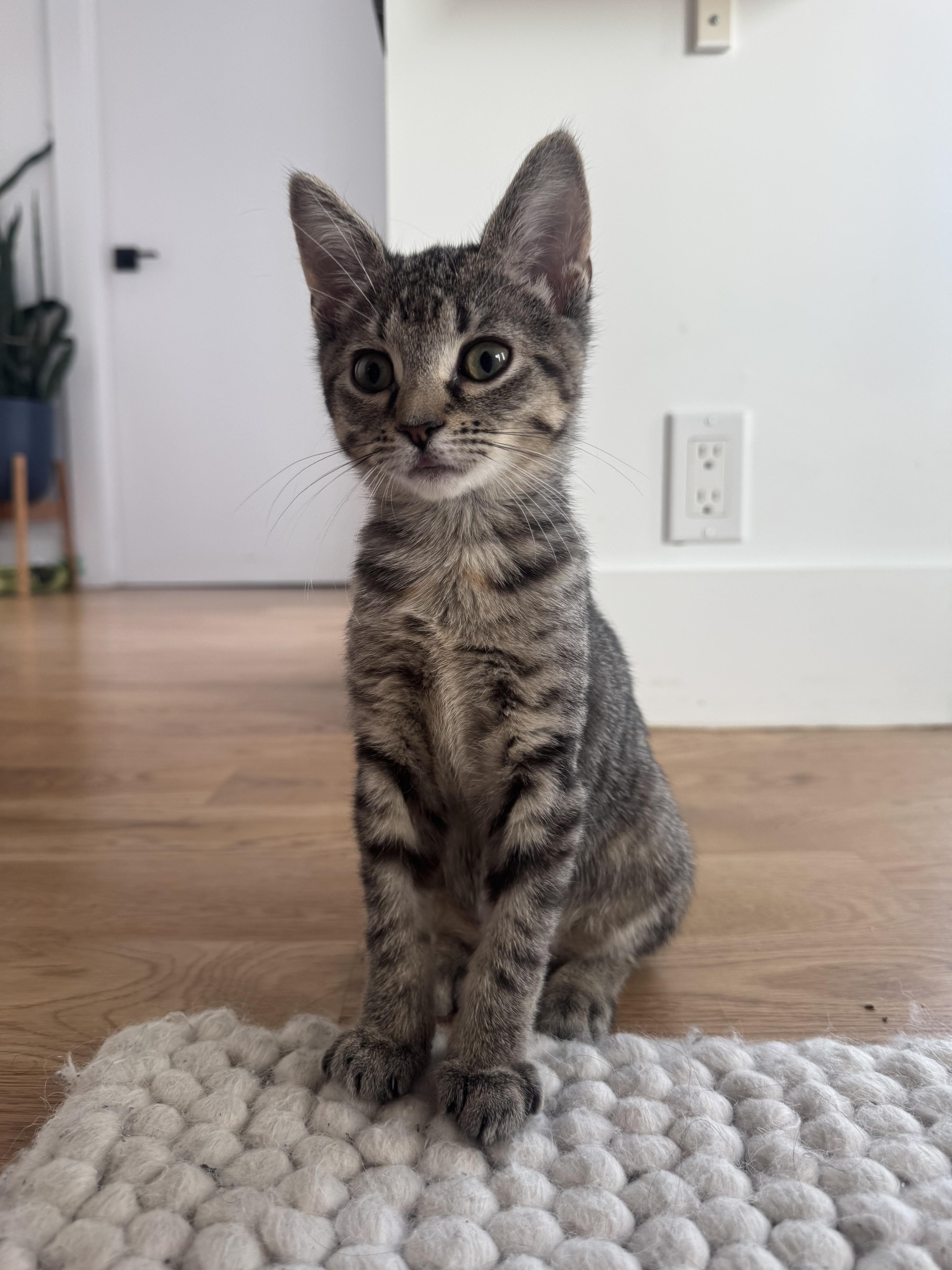 Enlarge Endless Breadsticks & Tour of Italy, a Adoptable Domestic Short Hair in brooklyn, NY image 3/6