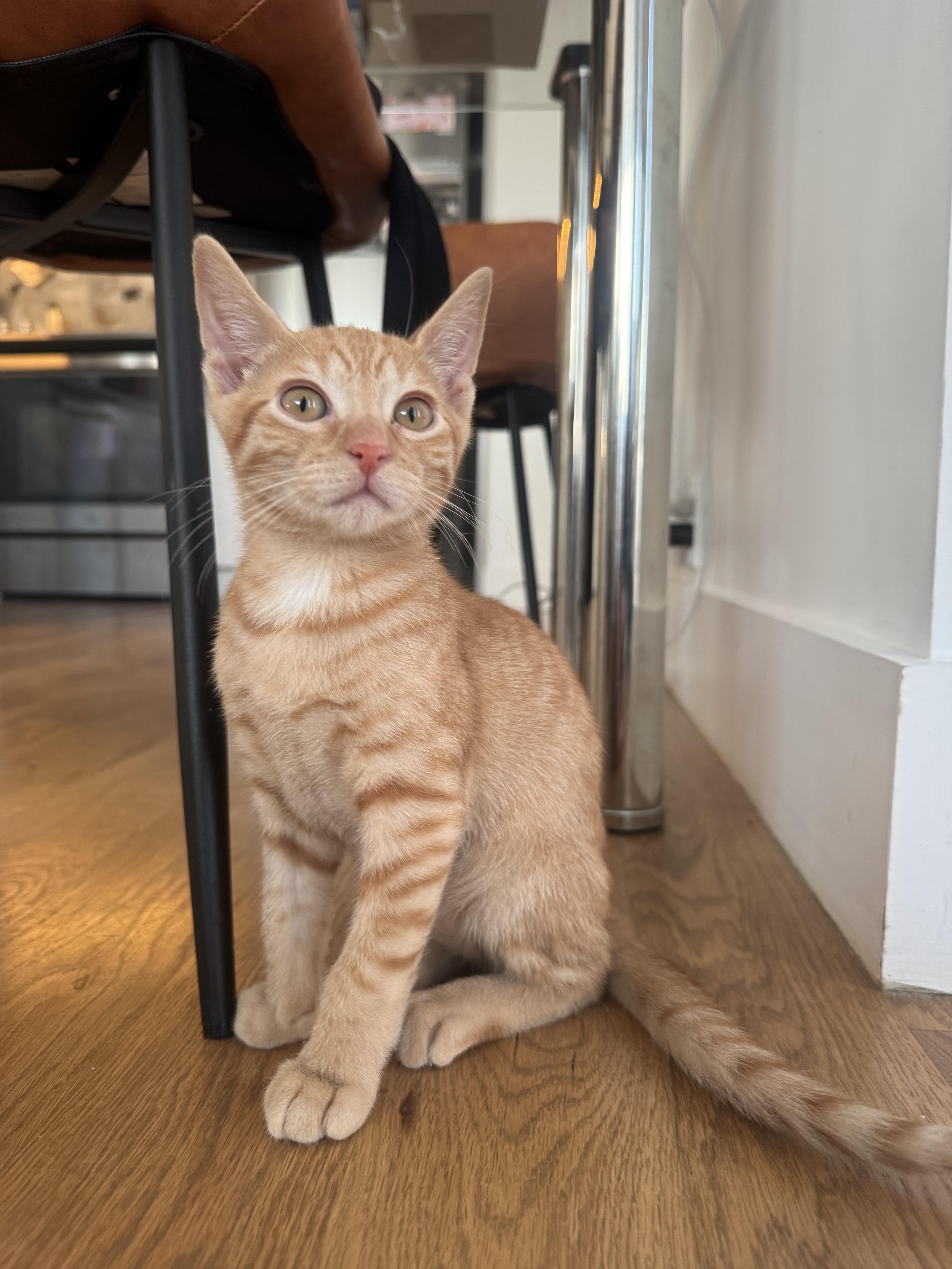 Enlarge Endless Breadsticks & Tour of Italy, a Adoptable Domestic Short Hair in brooklyn, NY image 4/6