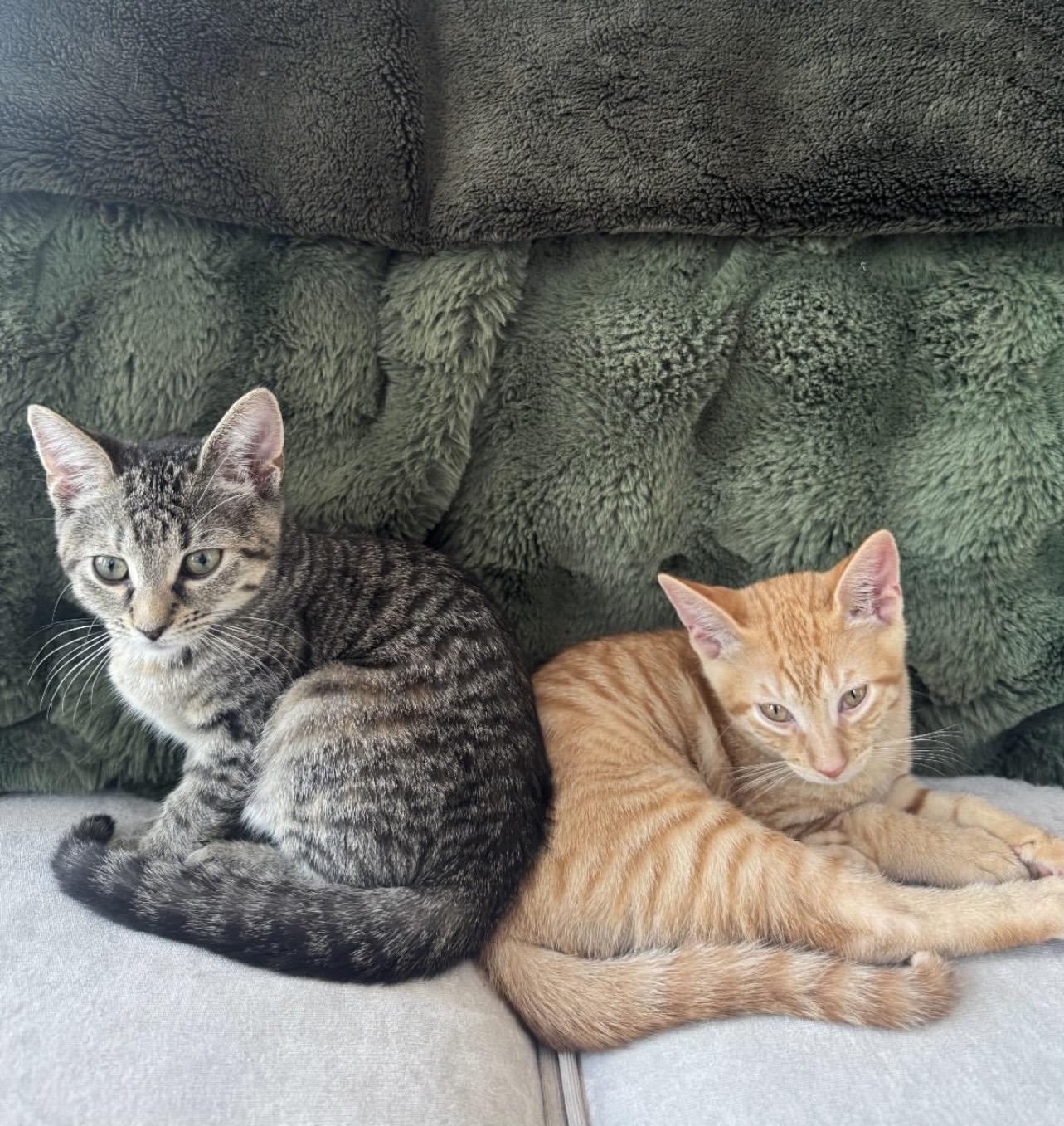 Endless Breadsticks & Tour of Italy, Adoptable, Kitten Female Domestic Short Hair.