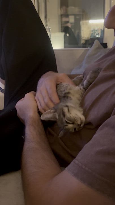 Enlarge Endless Breadsticks & Tour of Italy, a Adoptable Domestic Short Hair in brooklyn, NY video 5/6