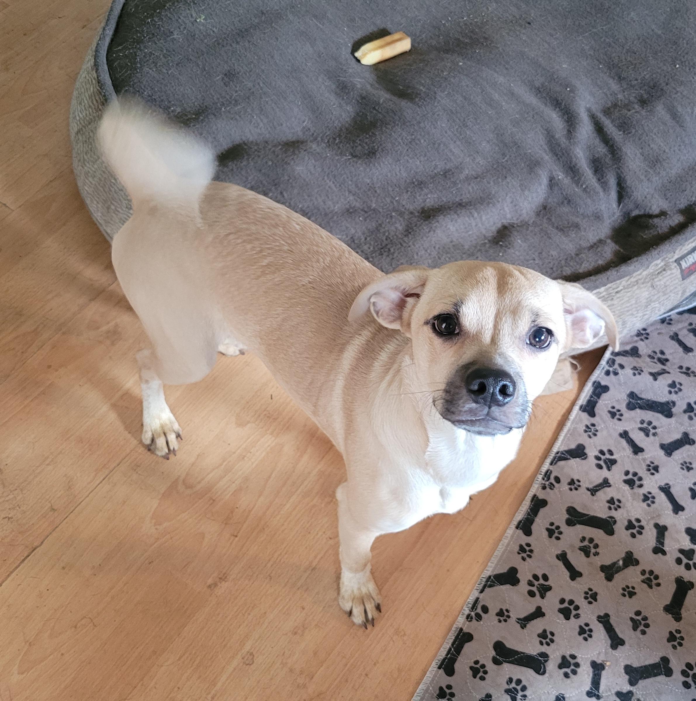 Barnaby , ADOPTABLE, Young Male Mixed Breed & Chihuahua.