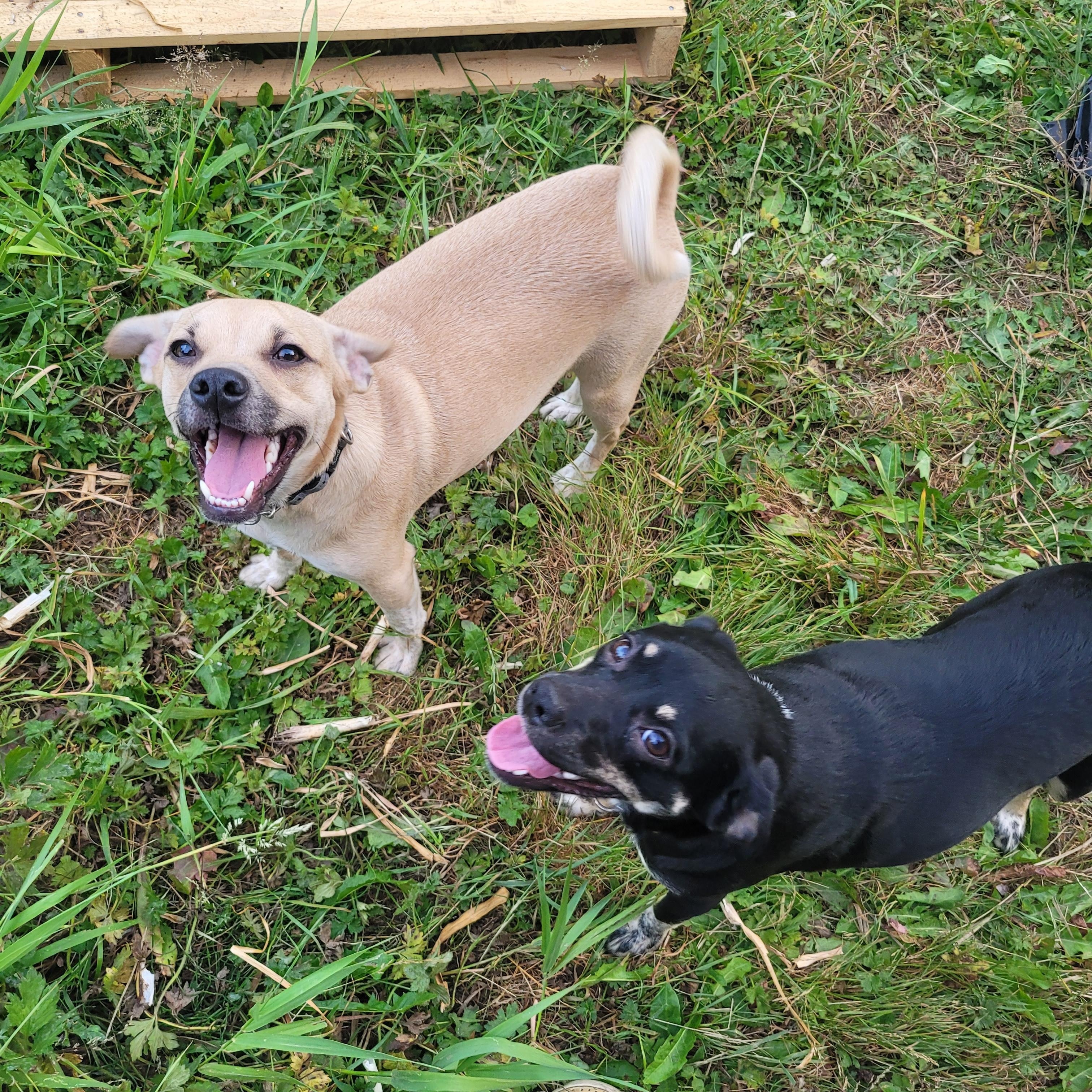 Barnaby and Cindy, ADOPTABLE, Young Male Mixed Breed & Chihuahua.