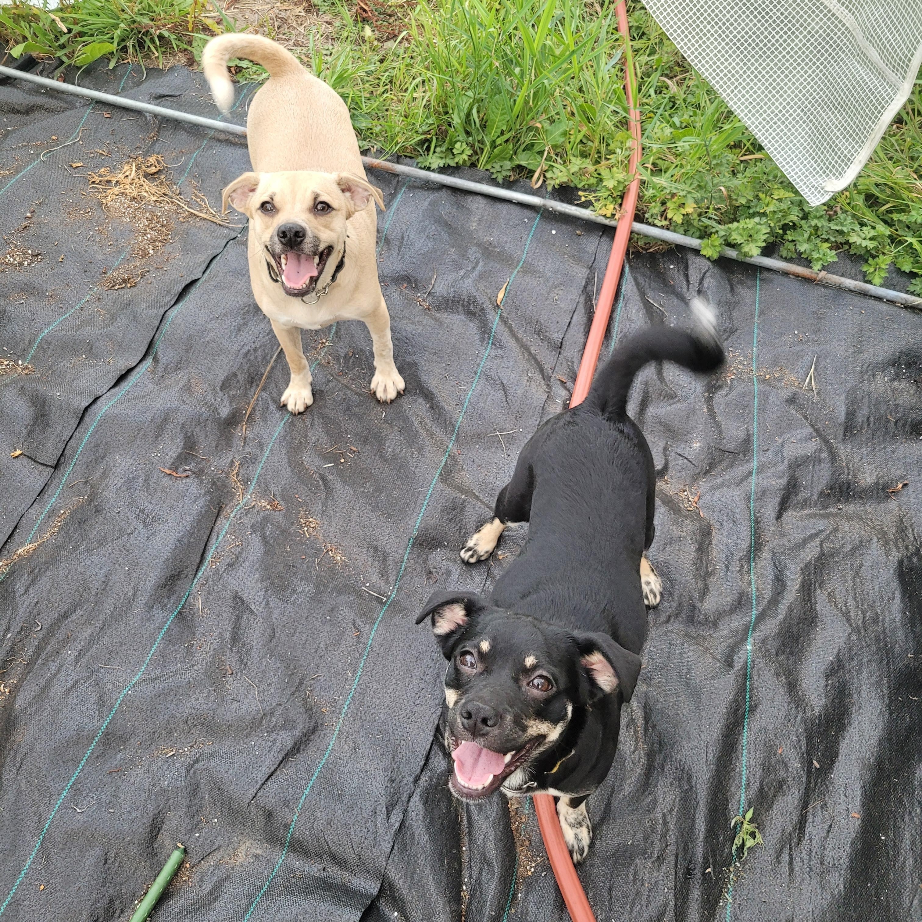 Barnaby and Cindy, a ADOPTABLE mixed breed in Vancouver, BC image 3/4