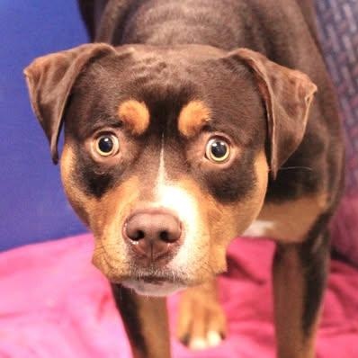 Enlarge 26-01452 ROVER, a Adoptable Pit Bull Terrier in Fredericksburg, VA image 2/2