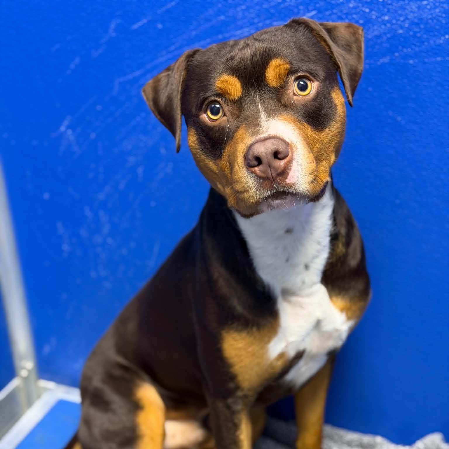 26-01452 ROVER, Adoptable, Adult Male Pit Bull Terrier.