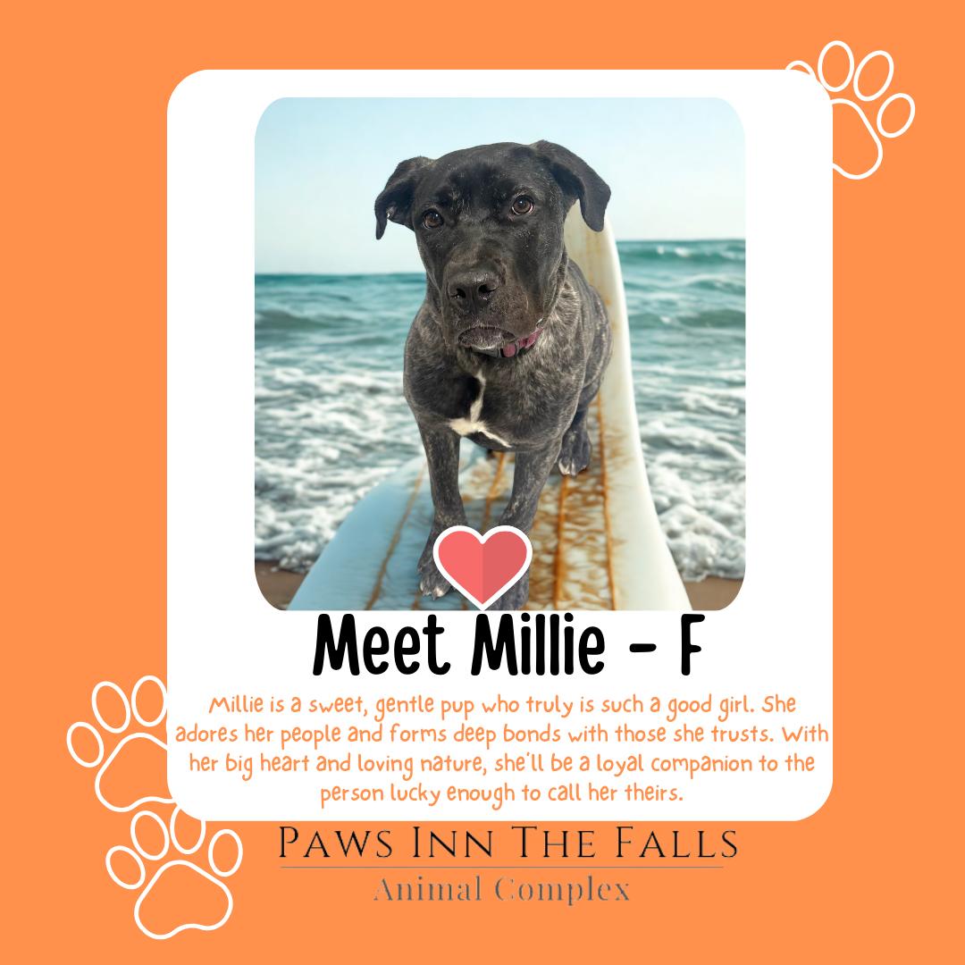 Enlarge Millie, a ADOPTABLE mixed breed in Wheatfield, NY image 1/1