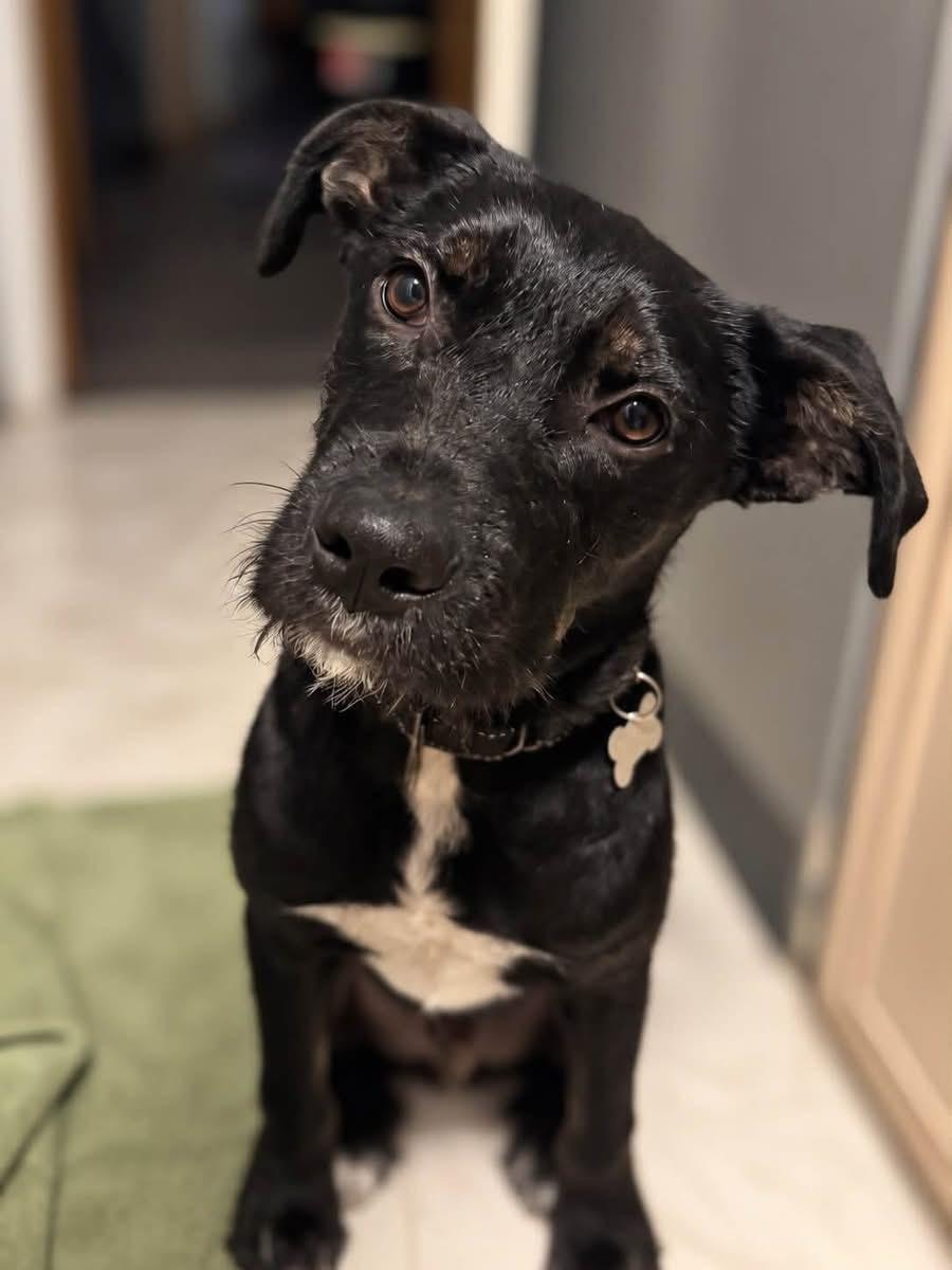 Enlarge Wylde, a Adoptable mixed breed in Painesville, OH image 4/6