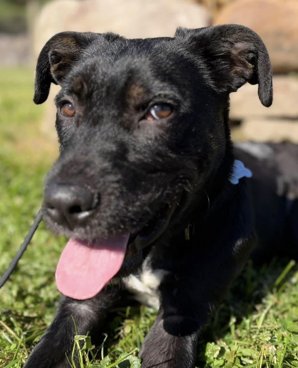 Enlarge Wylde, a Adoptable mixed breed in Painesville, OH image 5/6
