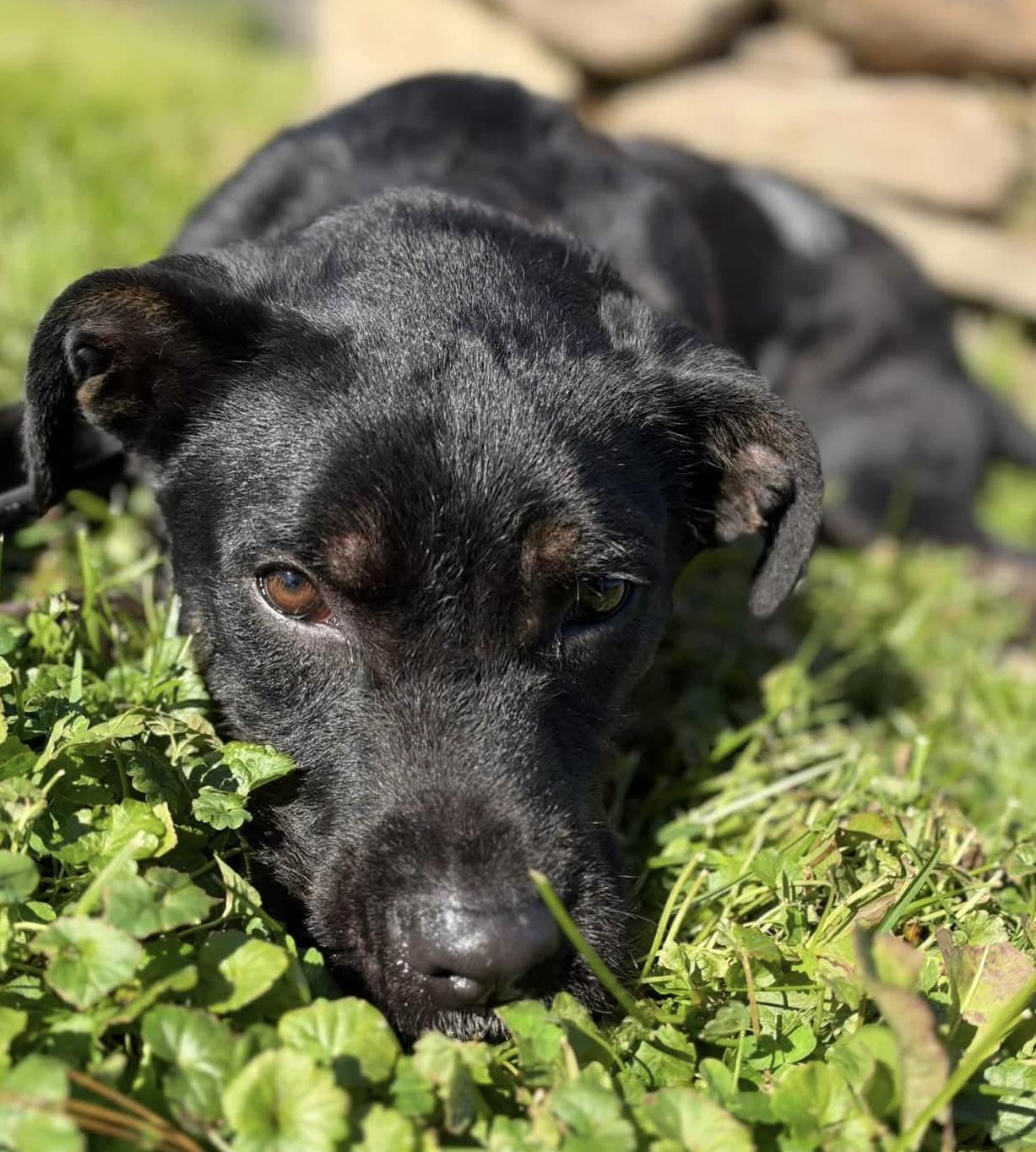 Enlarge Wylde, a Adoptable mixed breed in Painesville, OH image 6/6