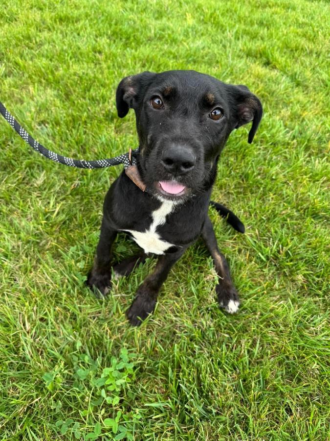 Wylde, Adoptable, Puppy Male American Staffordshire Terrier & Poodle.