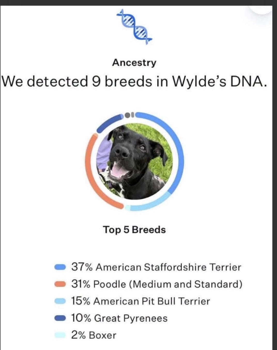 Enlarge Wylde, a Adoptable mixed breed in Painesville, OH image 3/6