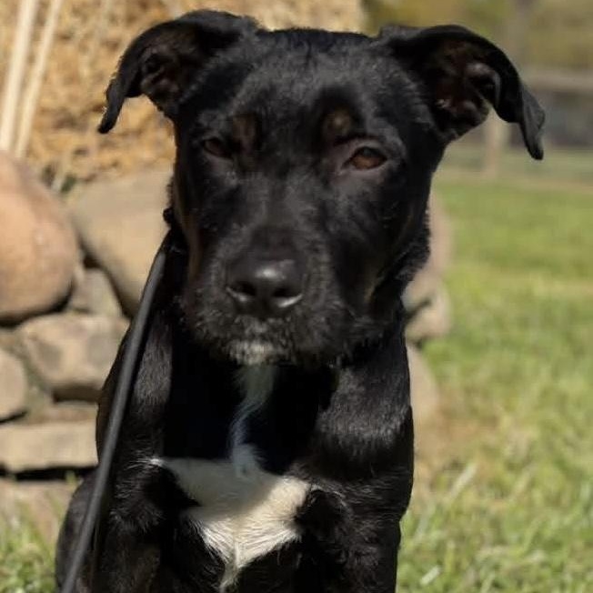 Wylde, Adoptable, Puppy Male American Staffordshire Terrier & Poodle.