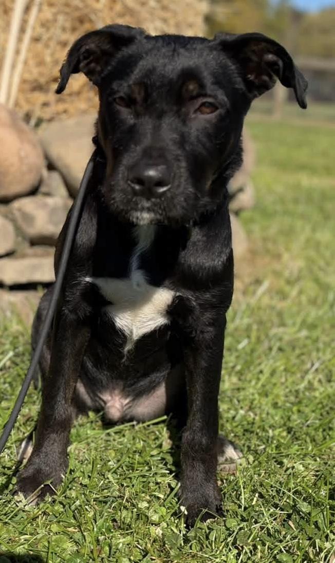 Enlarge Wylde, a Adoptable mixed breed in Painesville, OH image 1/6