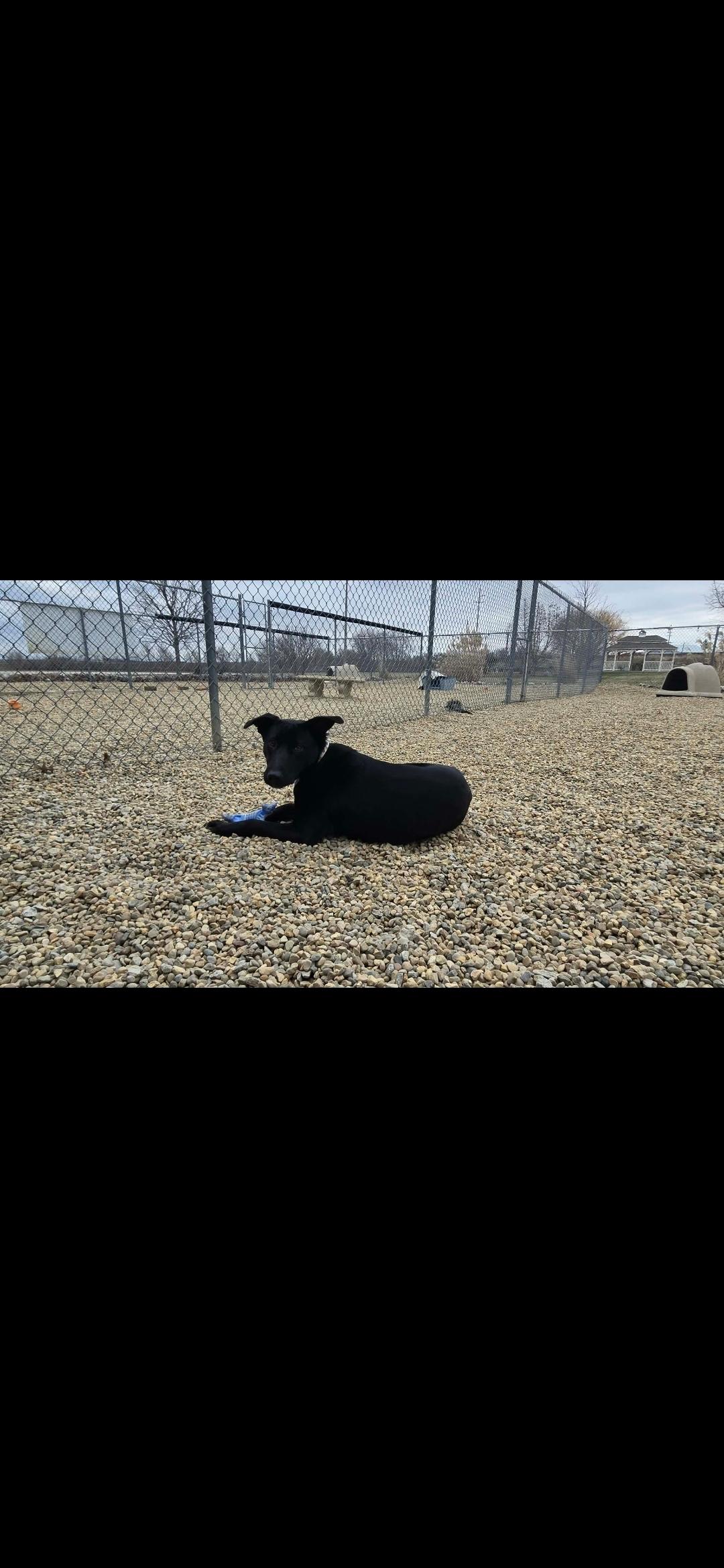 Enlarge Rosie, a Adoptable mixed breed in Lincoln, IL image 3/3