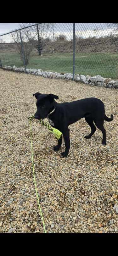 Rosie, Adoptable, Puppy Female German Shepherd Dog & Border Collie.