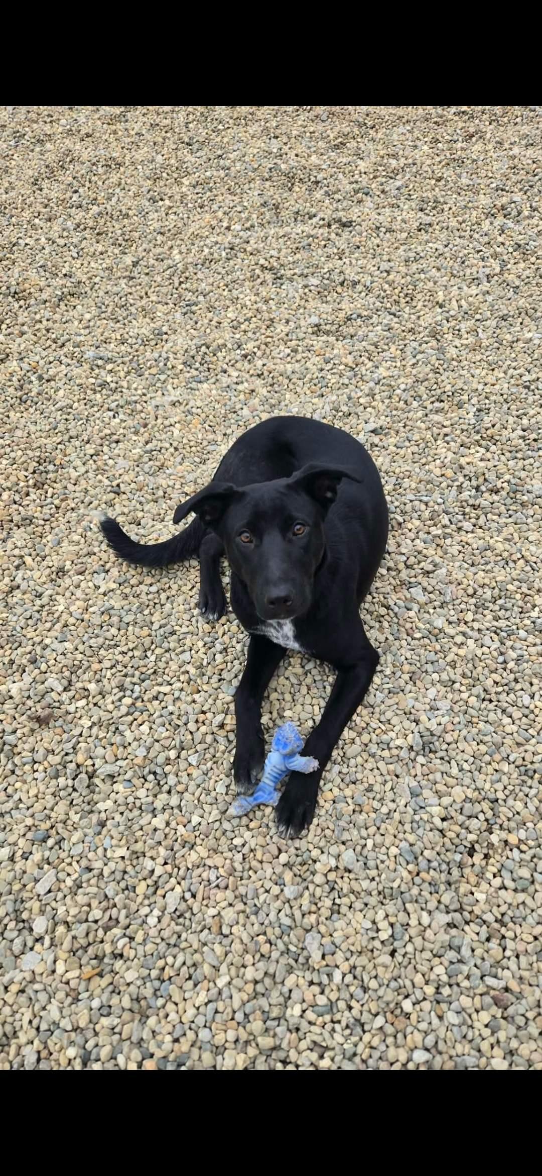 Enlarge Rosie, a Adoptable mixed breed in Lincoln, IL image 2/3