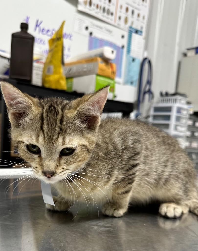 Enlarge Darcy, a Adoptable mixed breed in Hillsdale, IN image 1/1