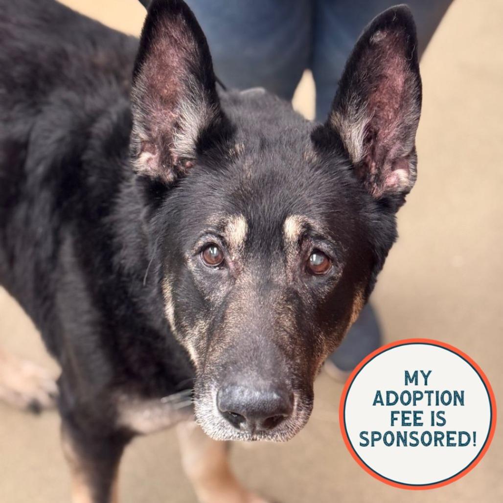 Hulk - IN FOSTER, Adoptable, Senior Male German Shepherd Dog.