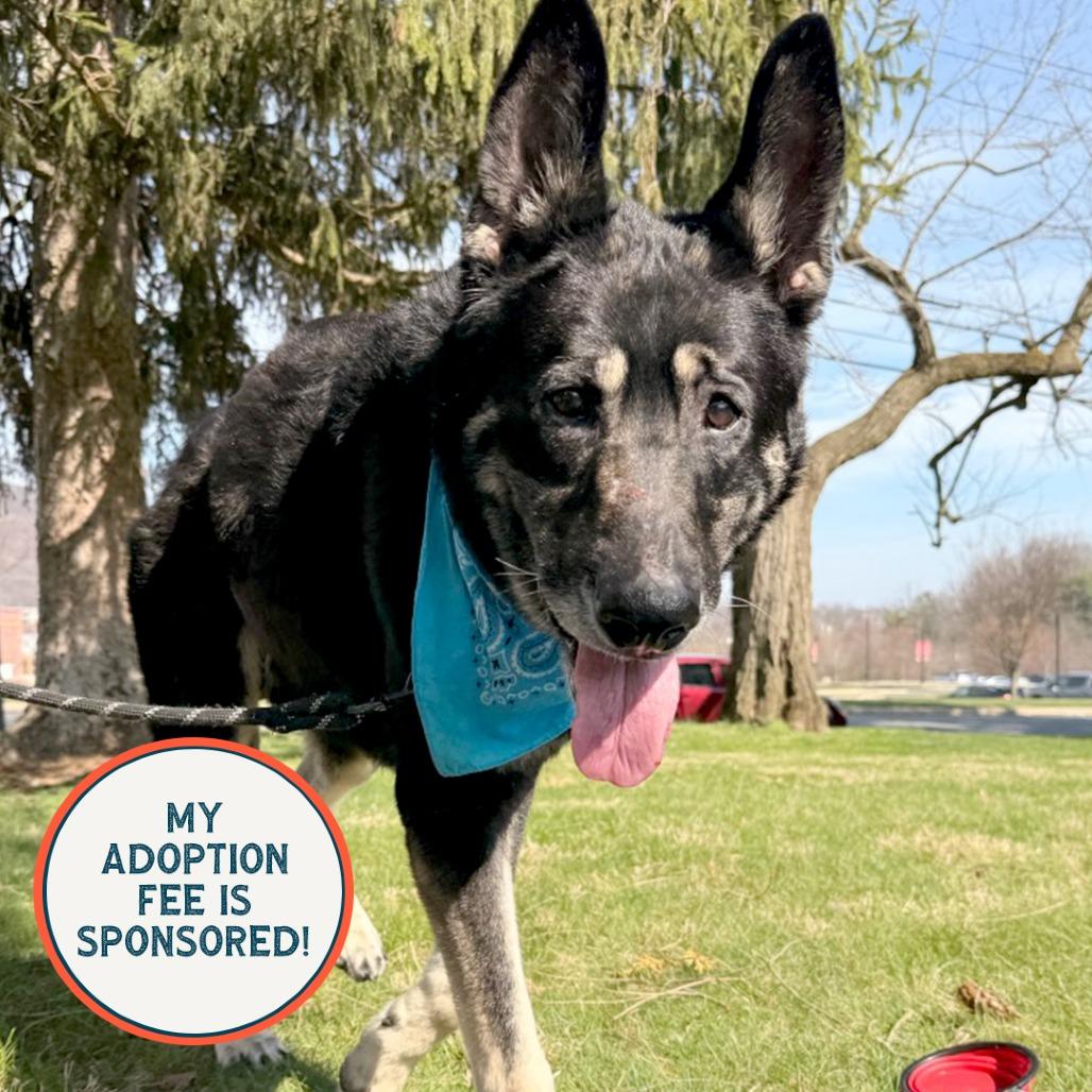 Enlarge Hulk - IN FOSTER, a Adoptable German Shepherd Dog in Birdsboro, PA image 2/6