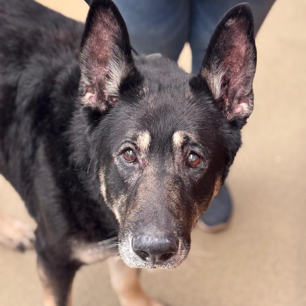 Enlarge Hulk - IN FOSTER, a Adoptable German Shepherd Dog in Birdsboro, PA image 2/6