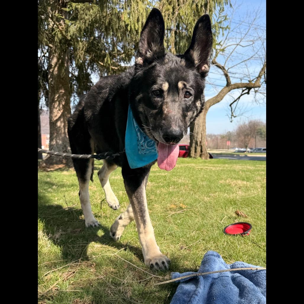 Enlarge Hulk - IN FOSTER, a Adoptable German Shepherd Dog in Birdsboro, PA image 3/6