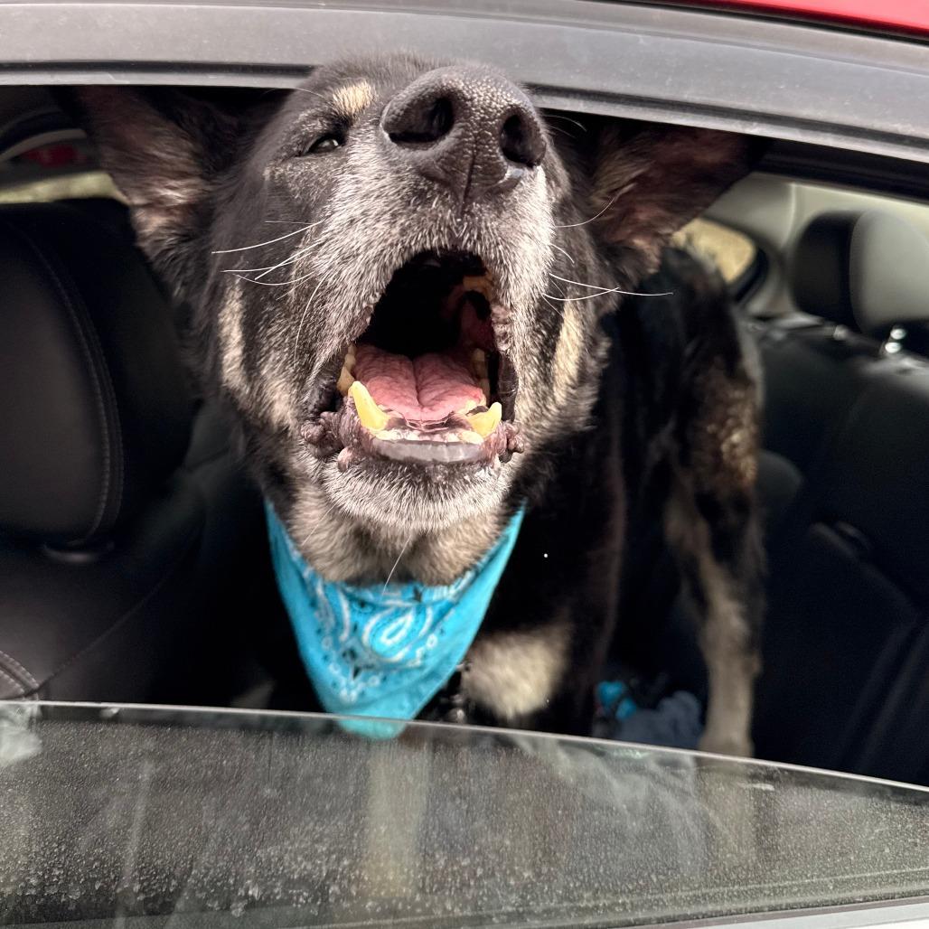 Enlarge Hulk - IN FOSTER, a Adoptable German Shepherd Dog in Birdsboro, PA image 5/6