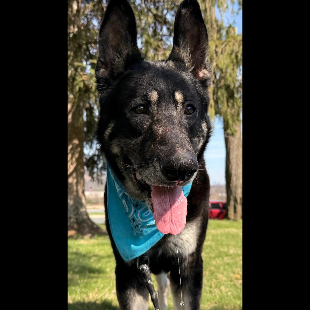 Enlarge Hulk - IN FOSTER, a Adoptable German Shepherd Dog in Birdsboro, PA image 6/6