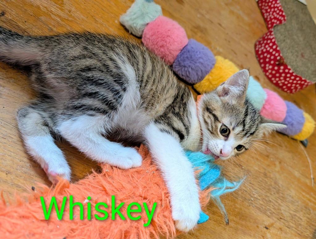 Whiskey, a Adoptable mixed breed in Kettering, OH image 1/3